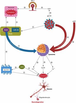 Bromodomains in Human-Immunodeficiency Virus-Associated Neurocognitive Disorders: A Model of Ferroptosis-Induced Neurodegeneration